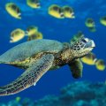 green-sea-turtle.jpg